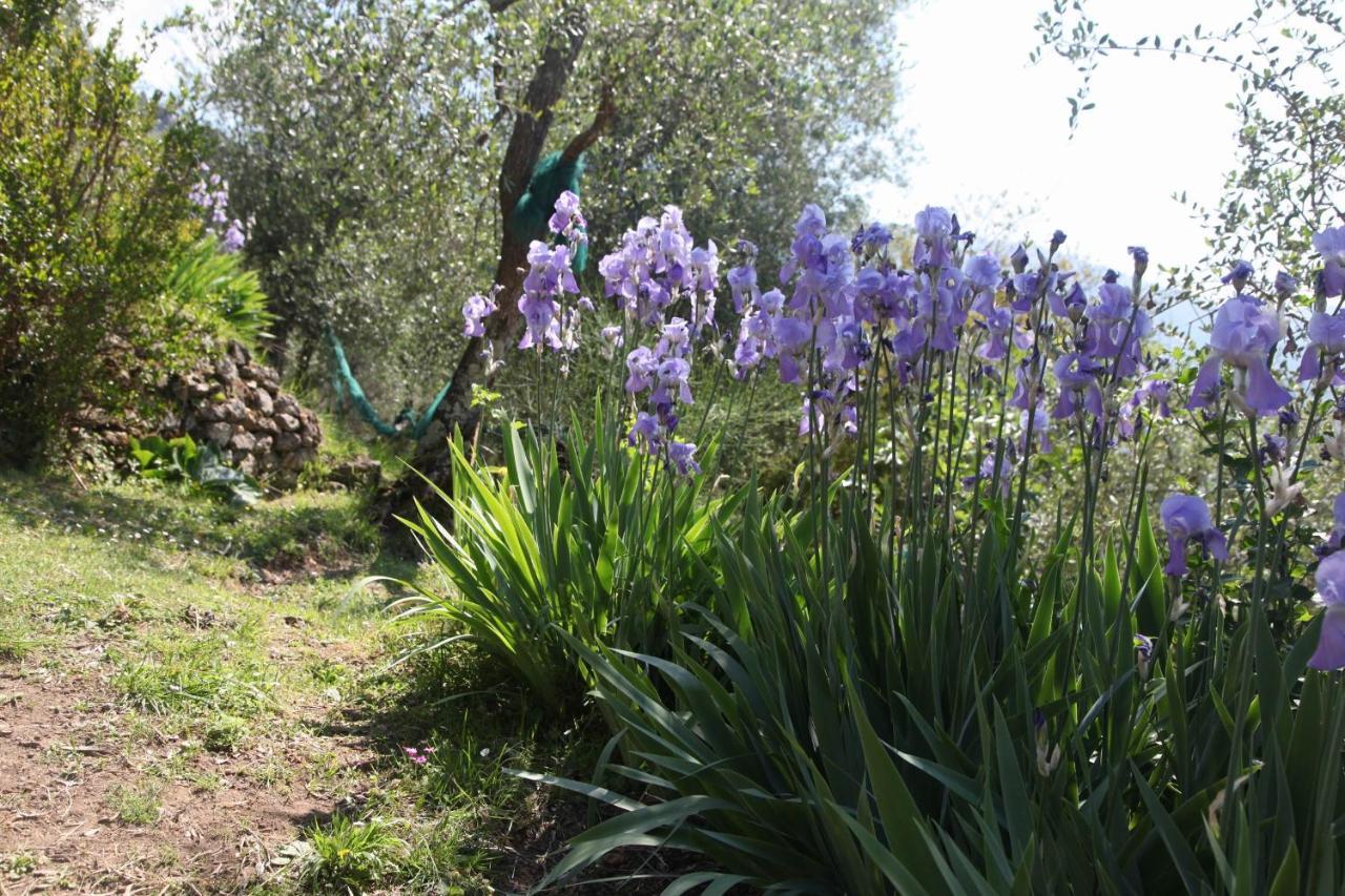 Villa Il Giaggiolo à Camaiore Extérieur photo